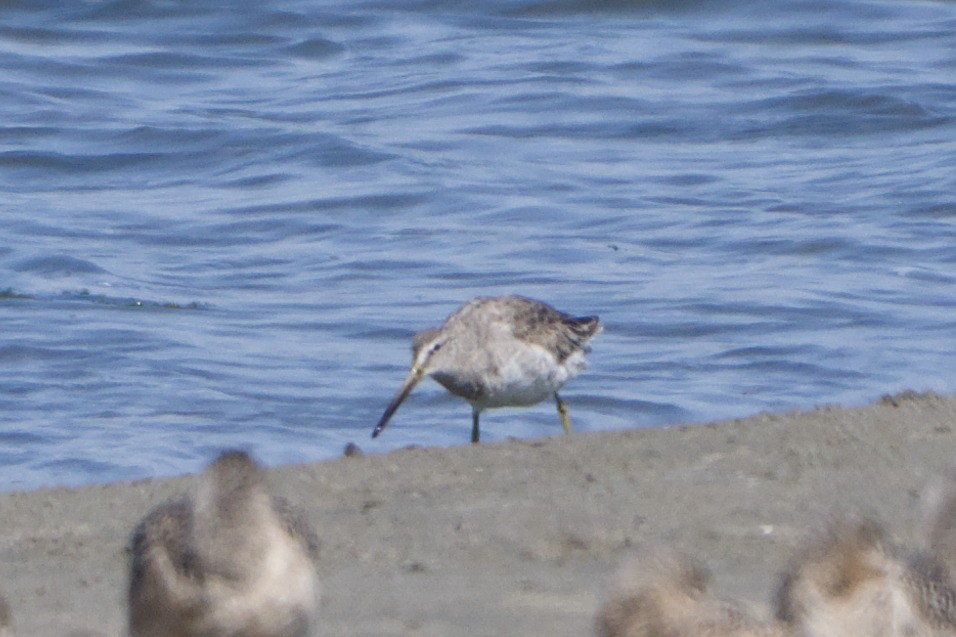 Short-billed Dowitcher - ML644063676