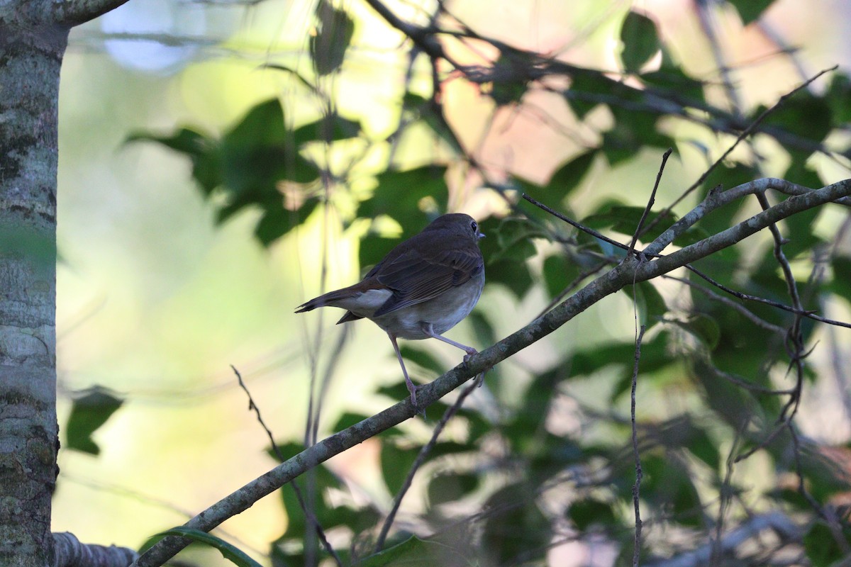 Дрозд-отшельник - ML644063677