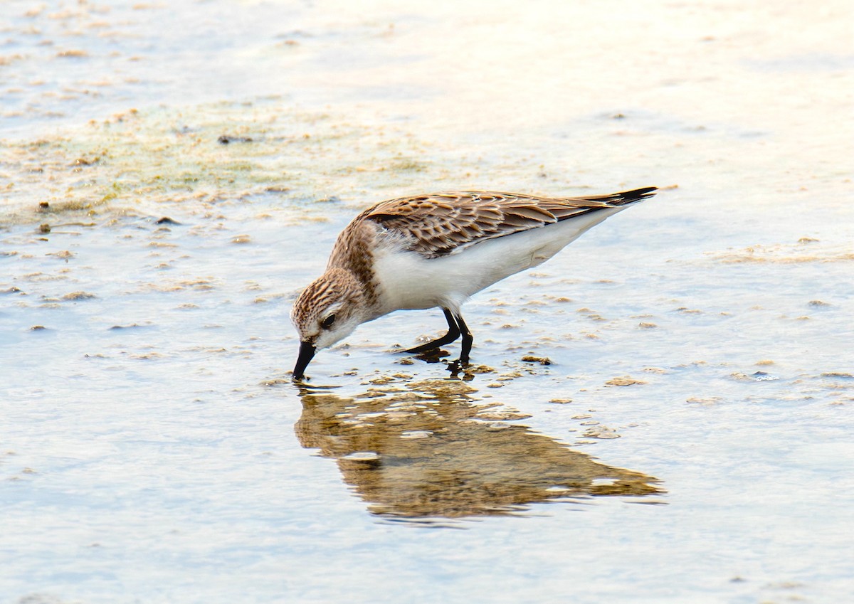 Red-necked Stint - ML644063682