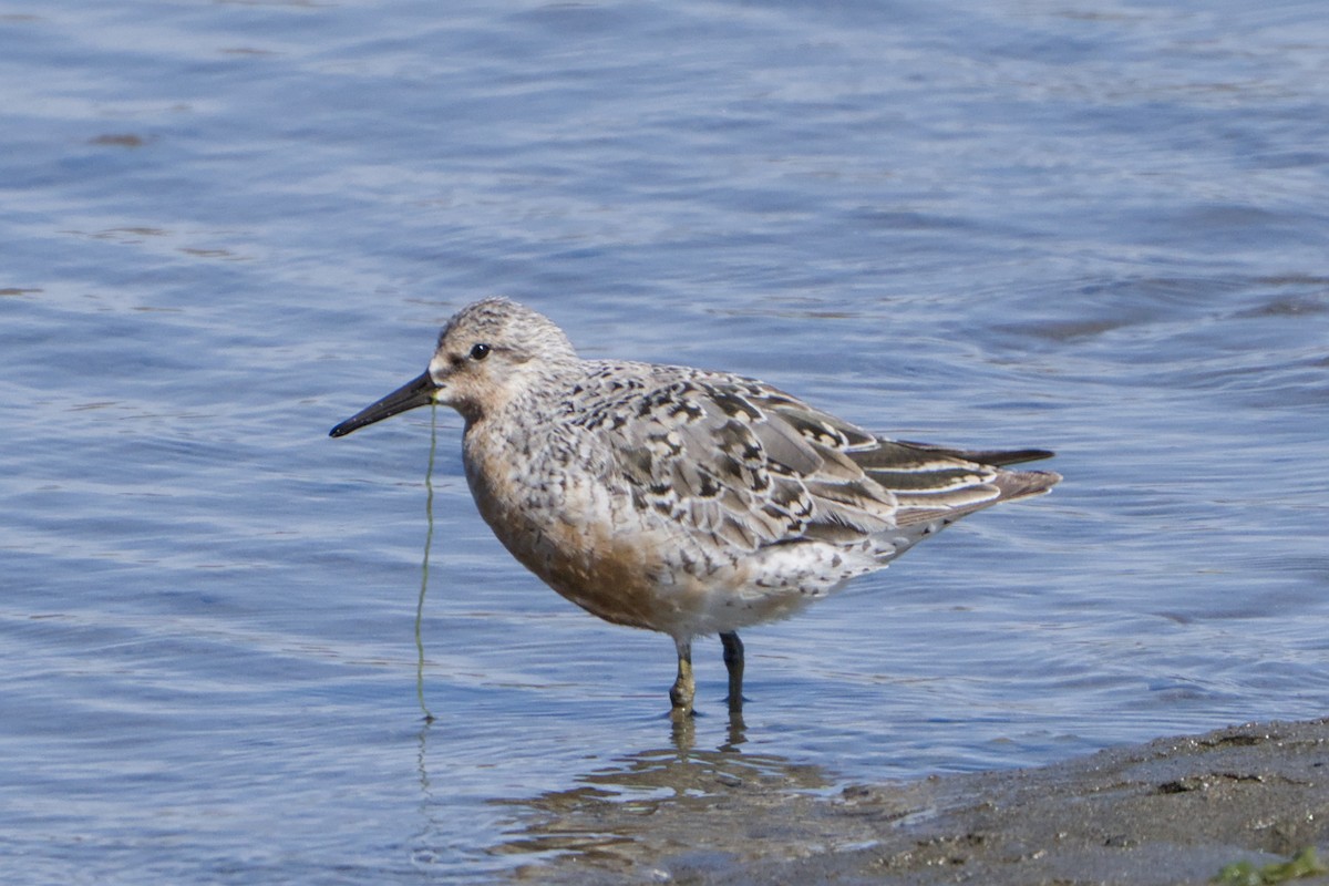 Red Knot - ML644063684