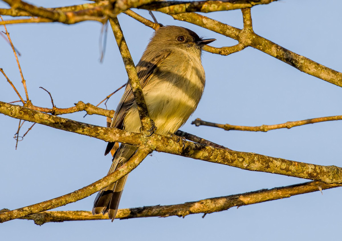 Светлобрюхий фиби - ML644063685