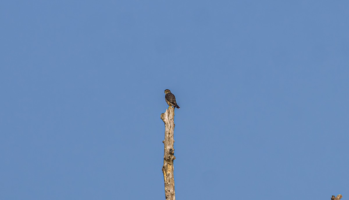 Дербник - ML644063690