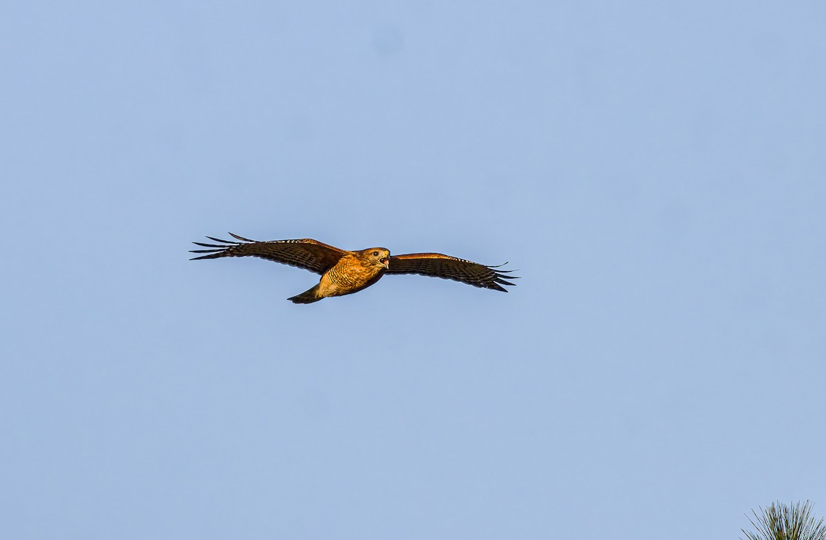 Красноплечий канюк - ML644063694