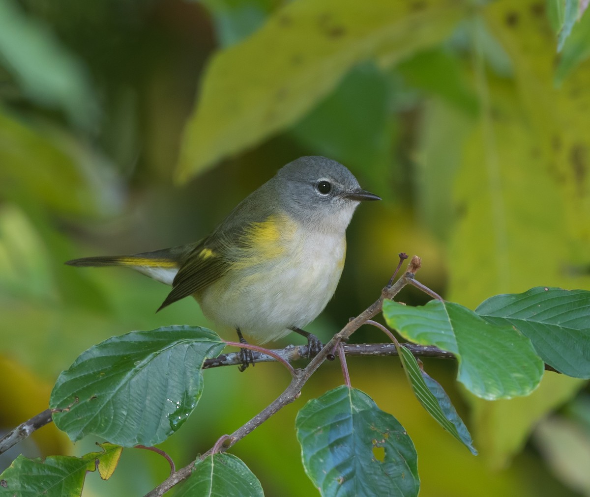 American Redstart - ML644063695