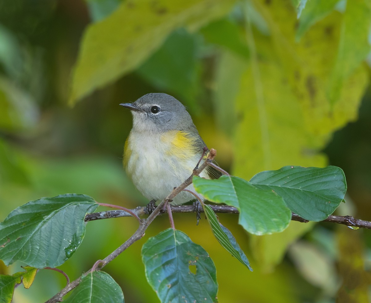 American Redstart - ML644063696