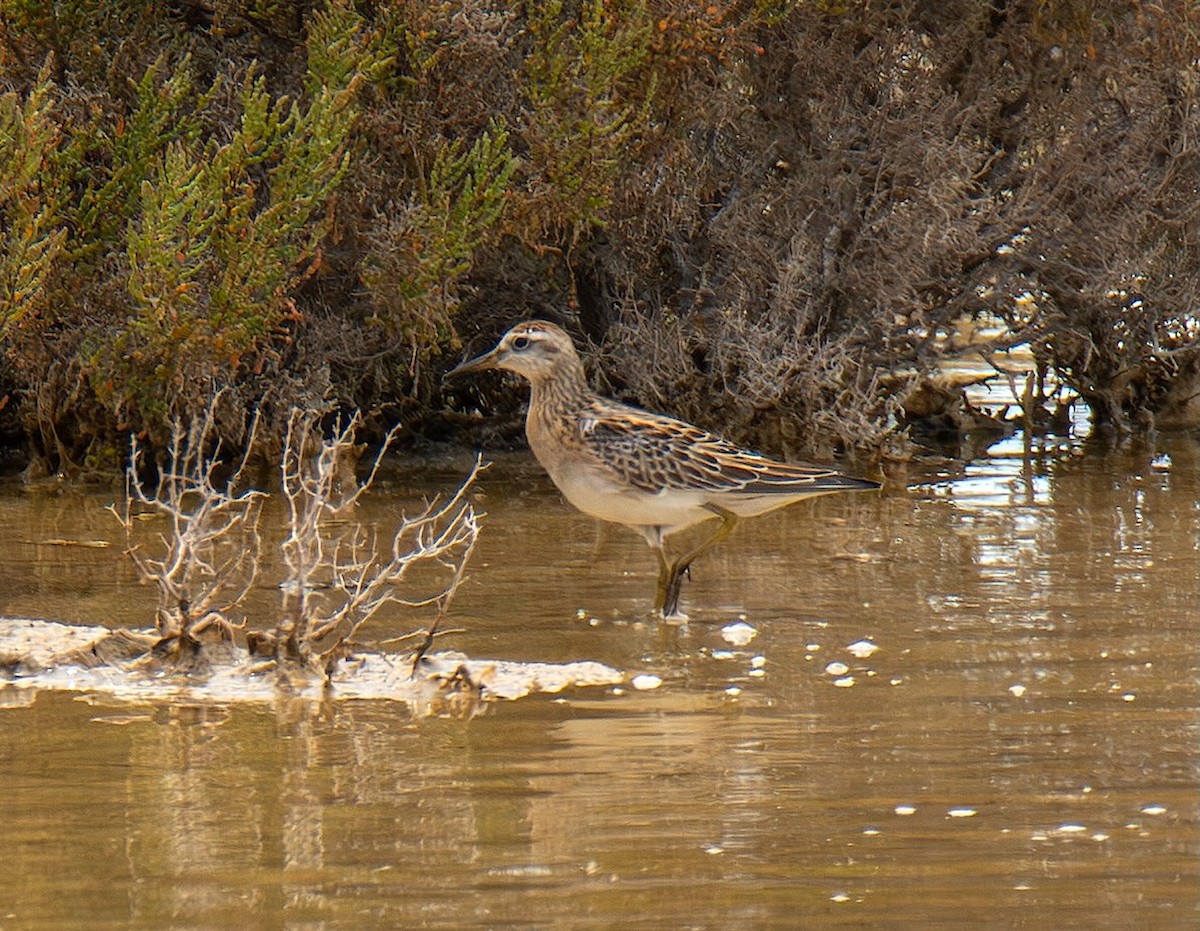 Sharp-tailed Sandpiper - ML644063704