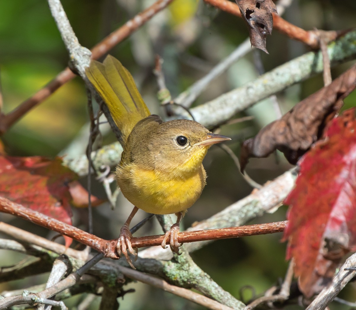 Common Yellowthroat - ML644063705