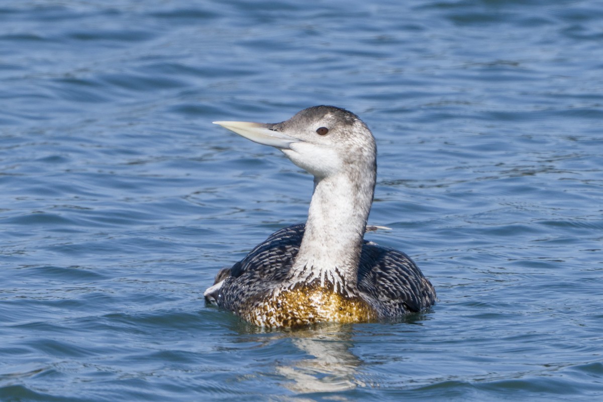 Plongeon à bec blanc - ML644063706