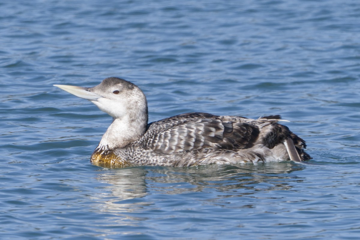 Plongeon à bec blanc - ML644063707