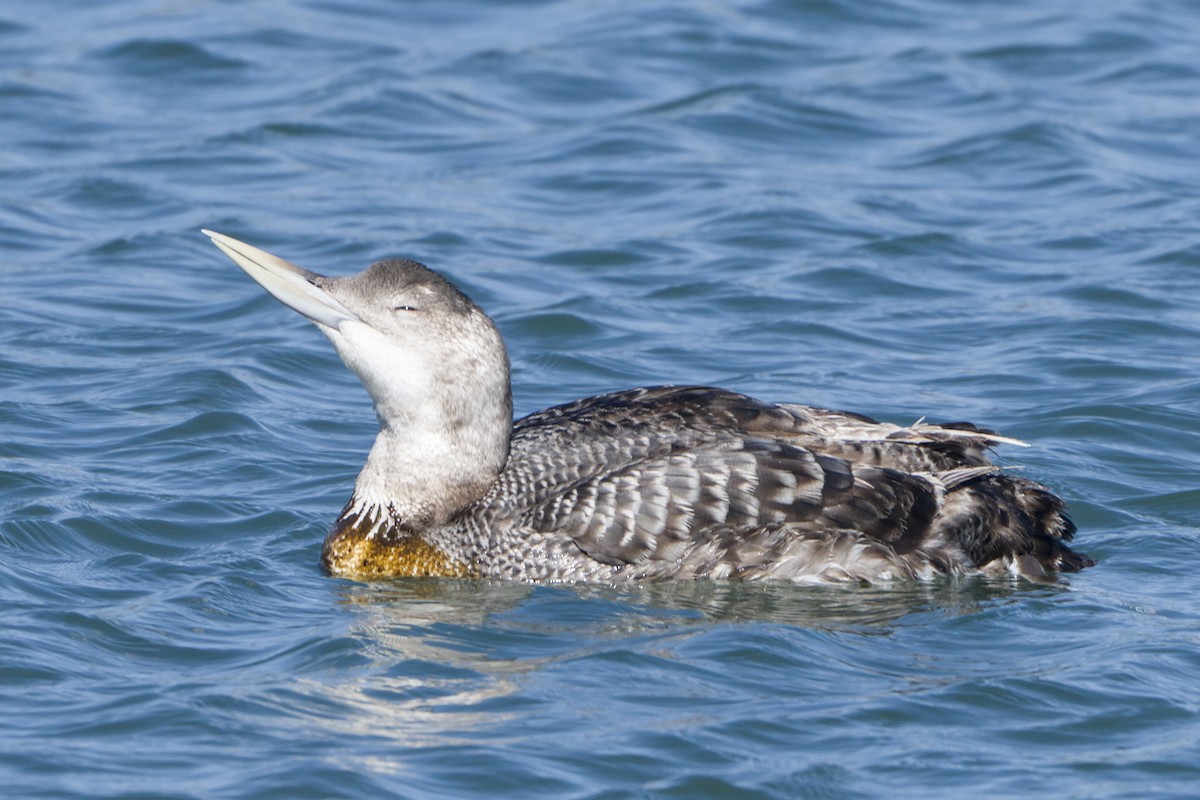Plongeon à bec blanc - ML644063708
