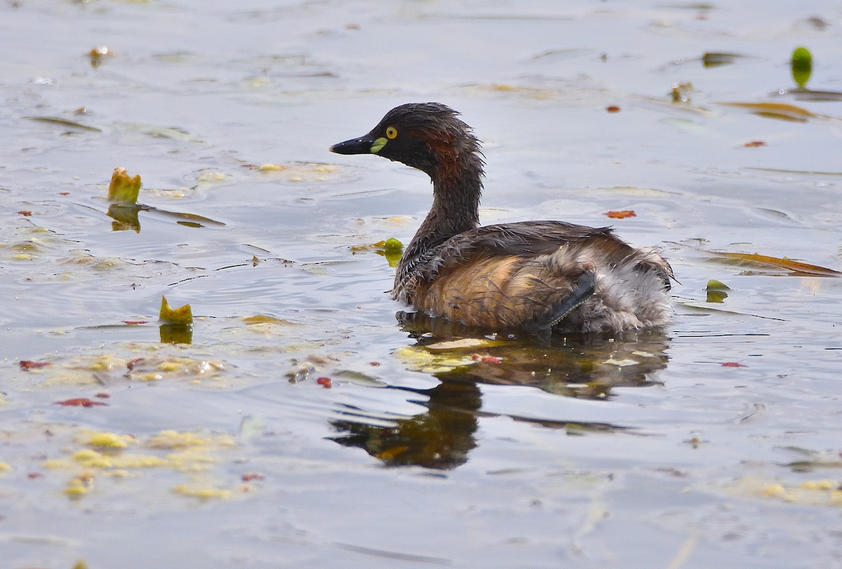 Australasian Grebe - ML644063730