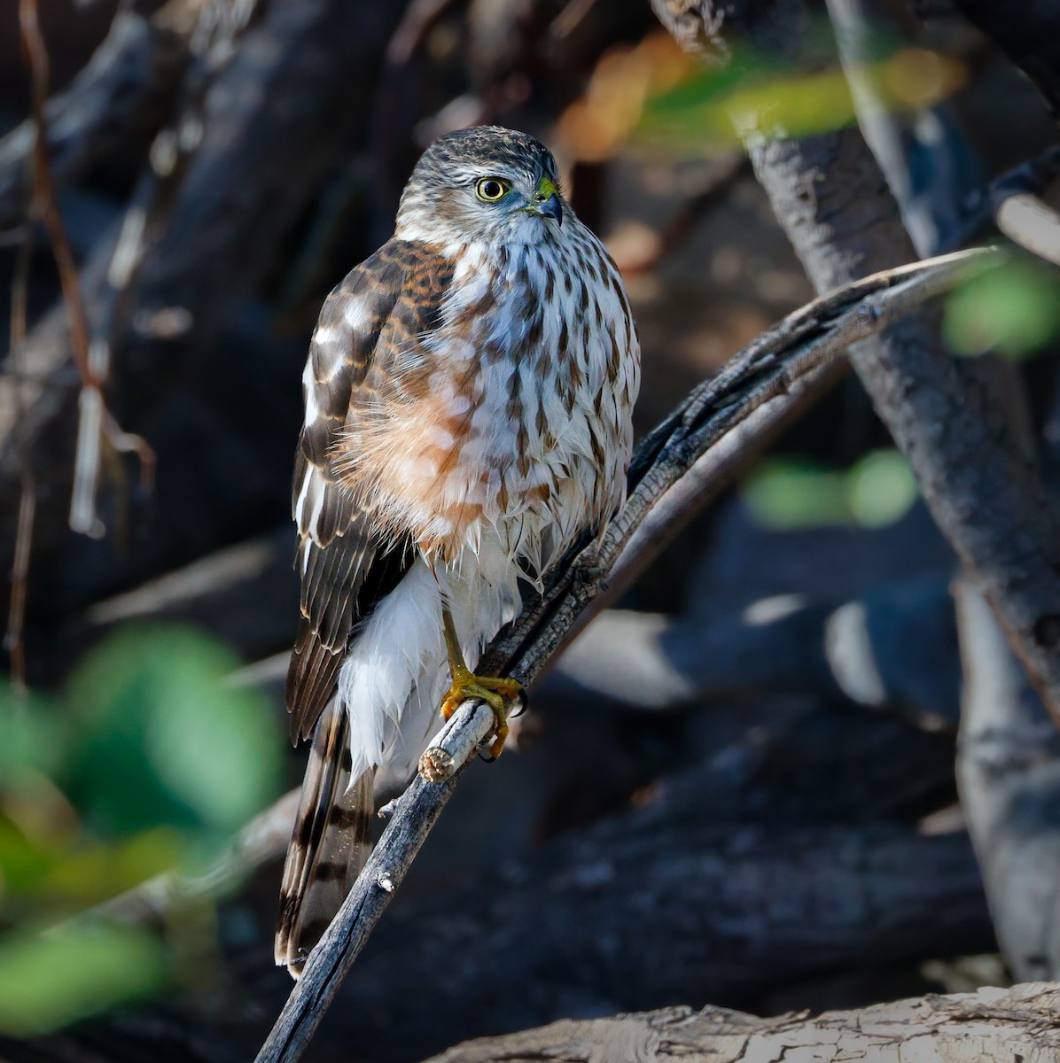 Sharp-shinned Hawk - ML644063746