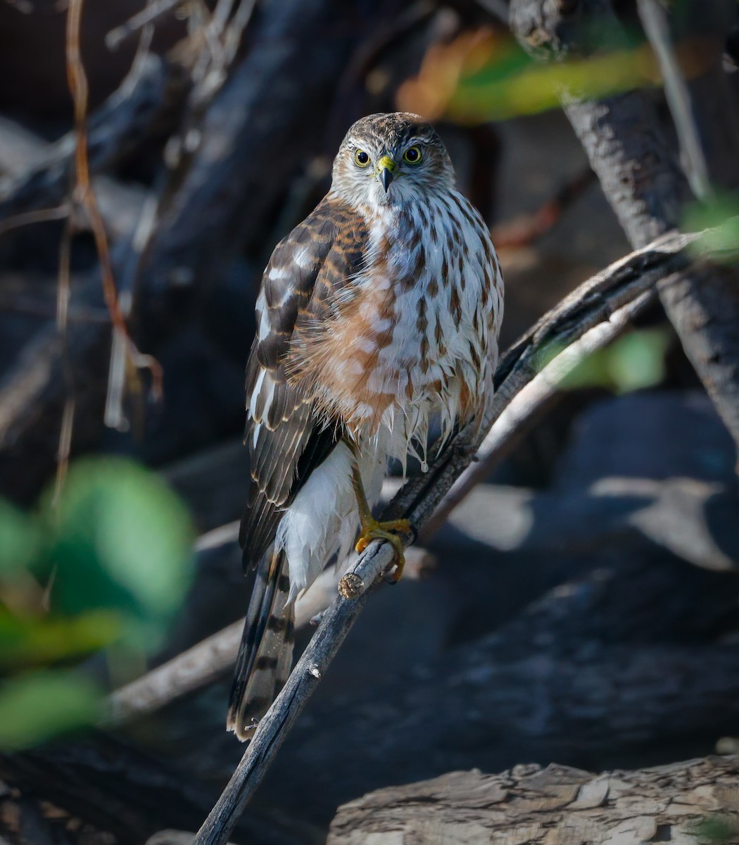 Sharp-shinned Hawk - ML644063747