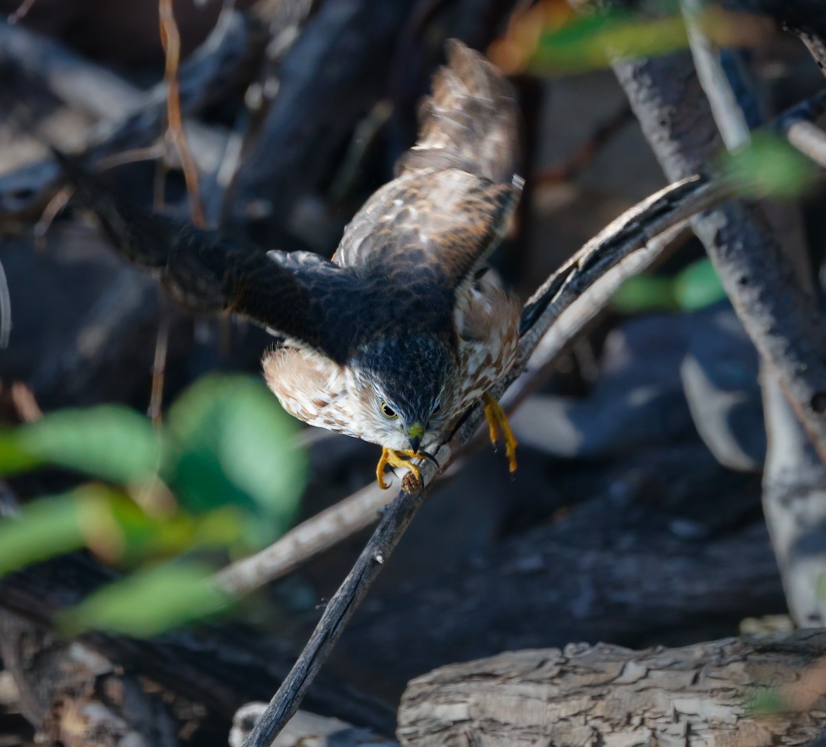 Sharp-shinned Hawk - ML644063753