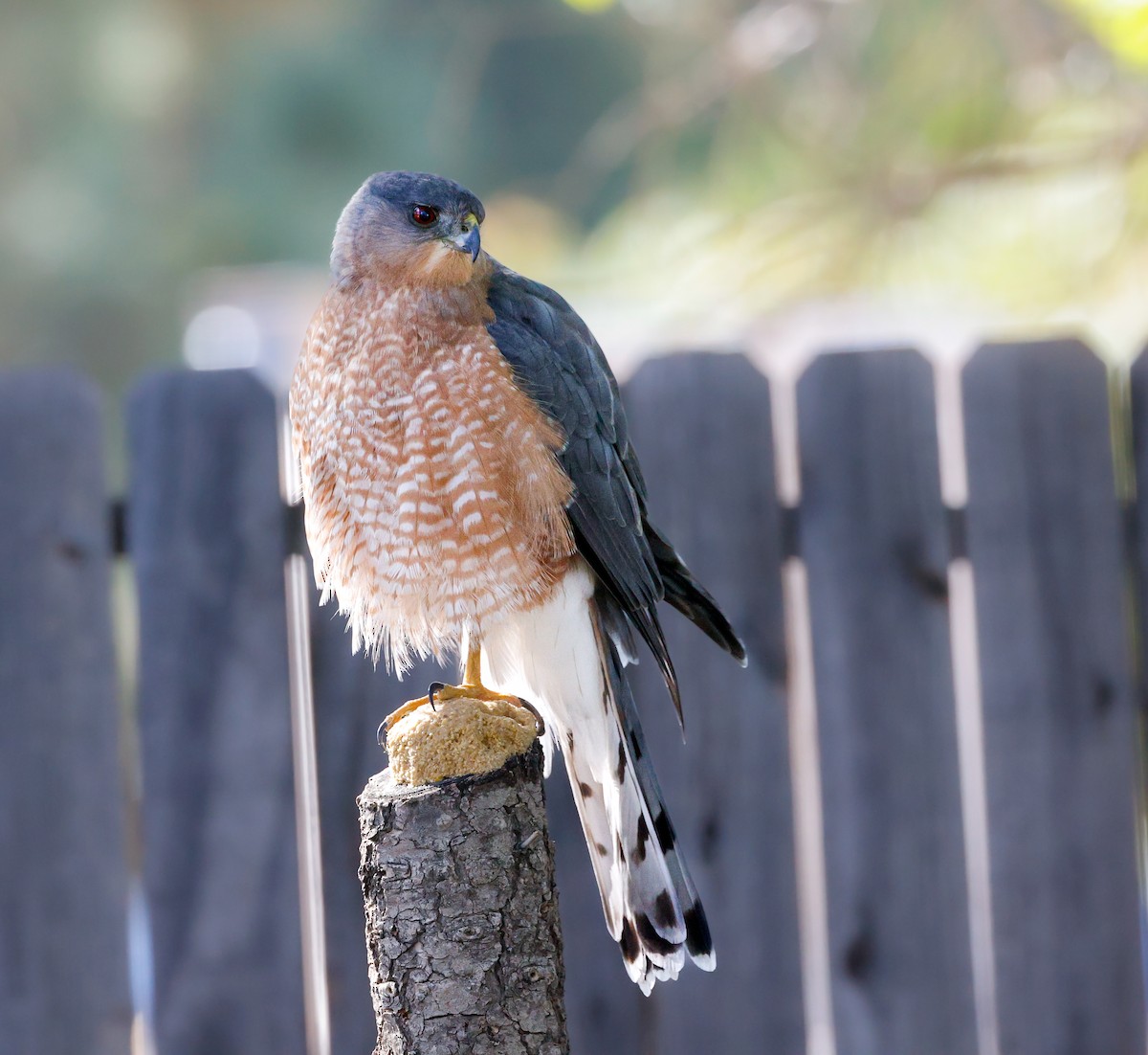 Cooper's Hawk - ML644063754