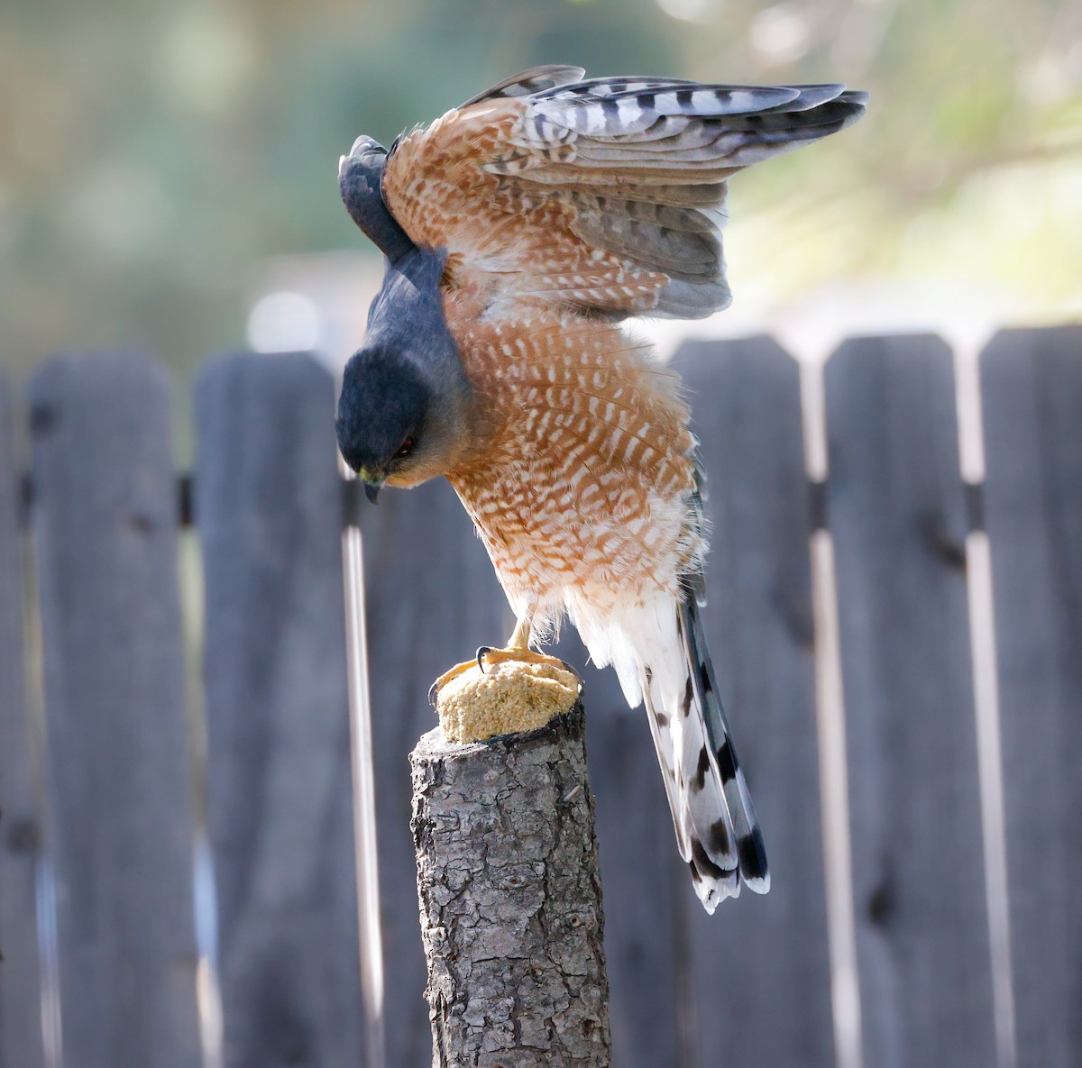Cooper's Hawk - ML644063756