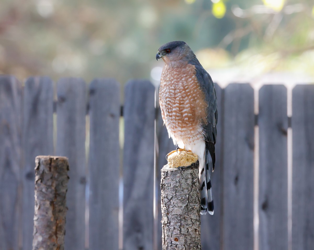 Cooper's Hawk - ML644063757