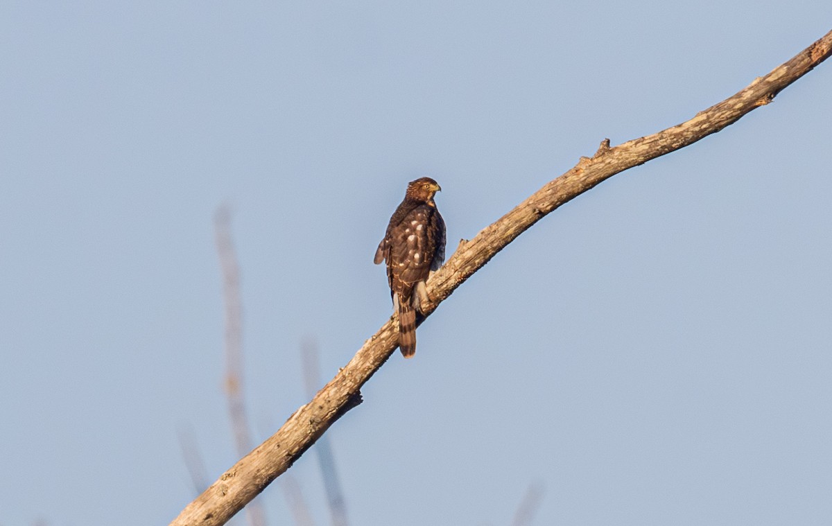 Куперов ястреб - ML644063766