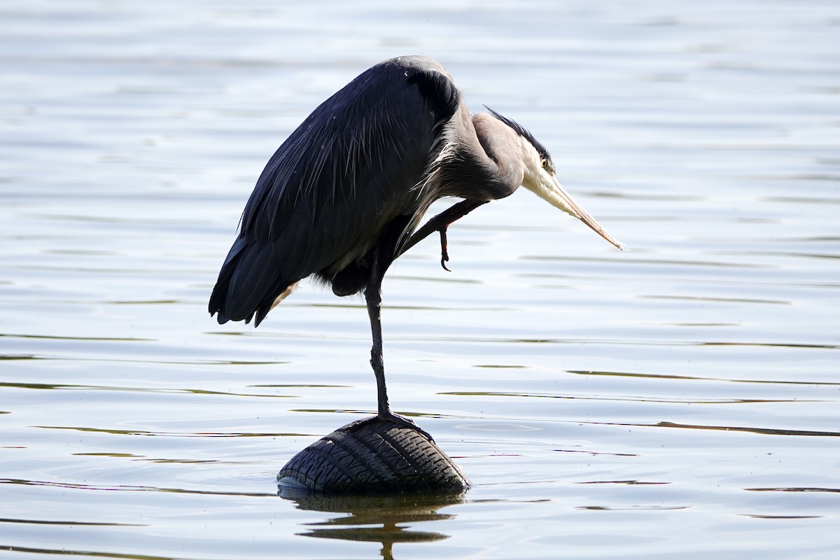 Great Blue Heron - ML644063829