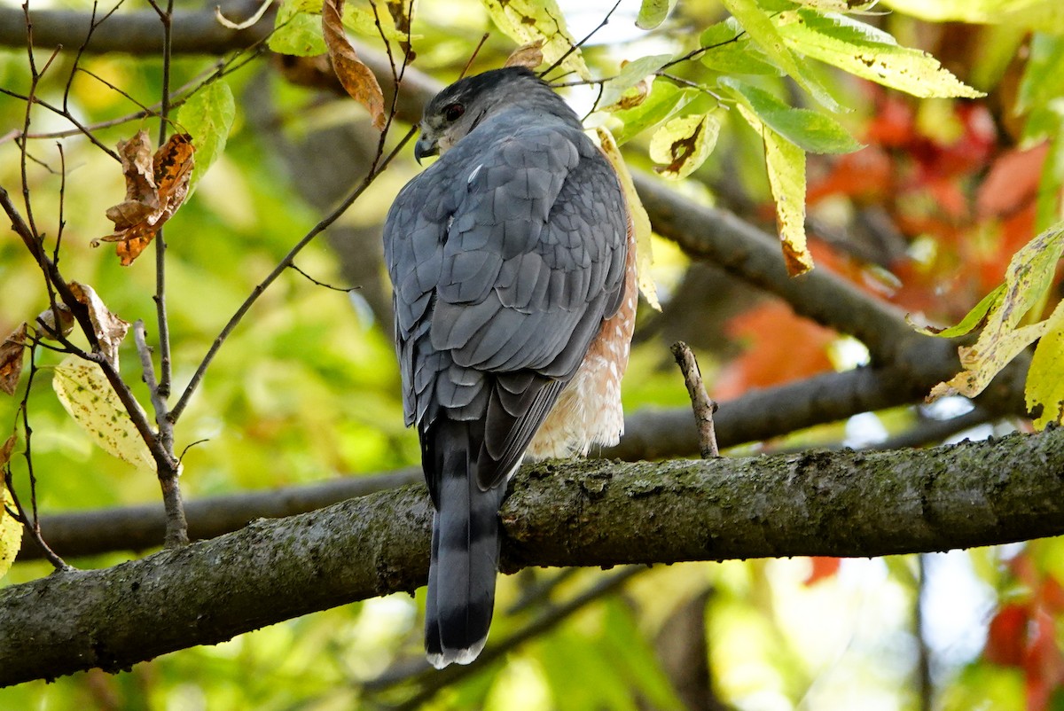 Cooper's Hawk - ML644063846