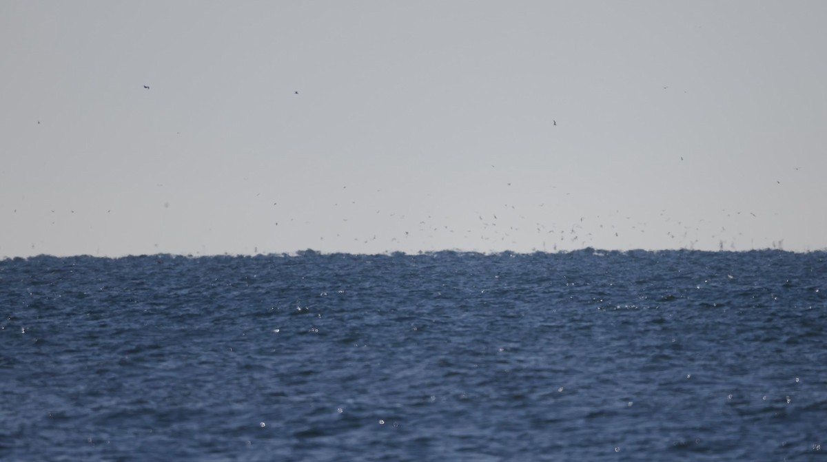 bird sp. - ML644063848