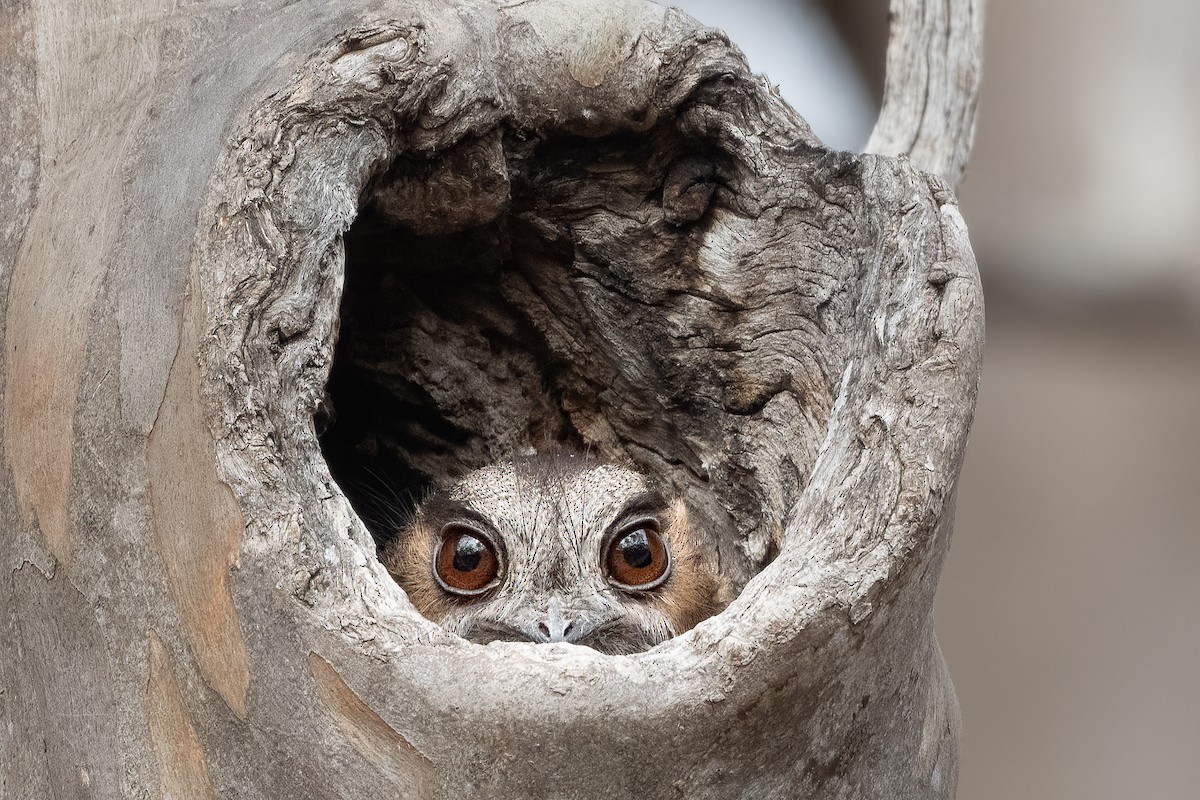 Australian Owlet-nightjar - ML644063864