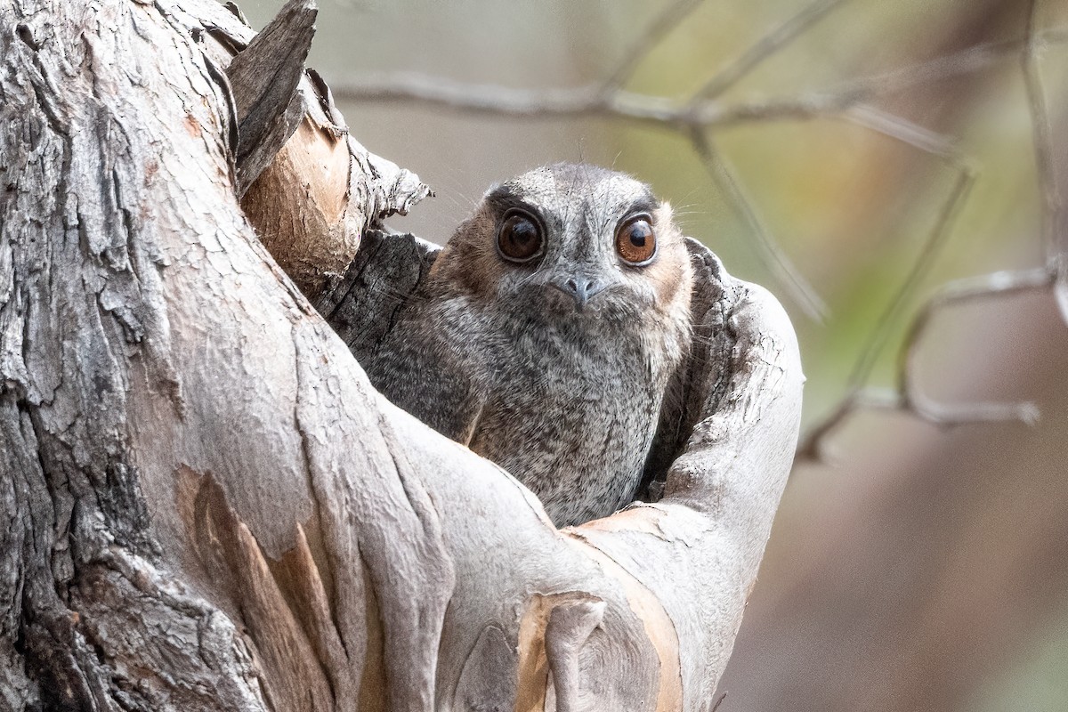 Australian Owlet-nightjar - ML644063865