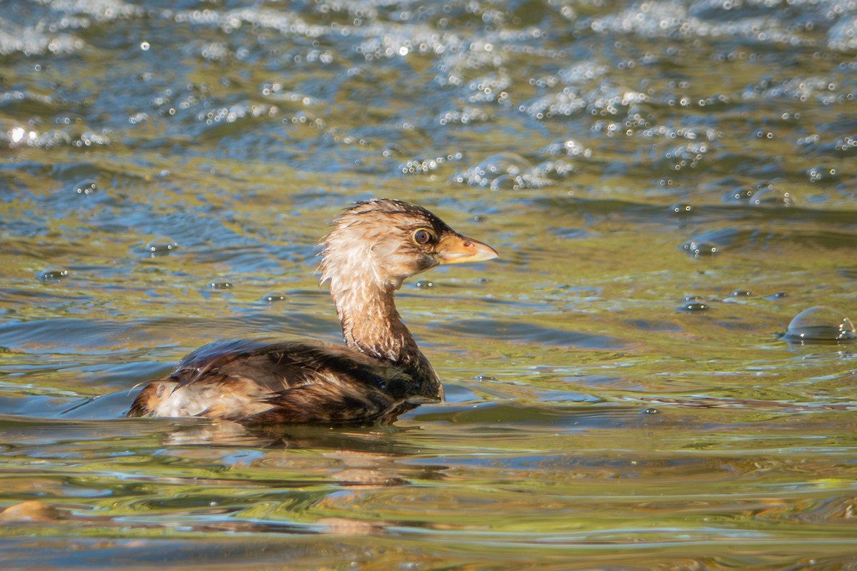 Pied-billed Grebe - ML644063867
