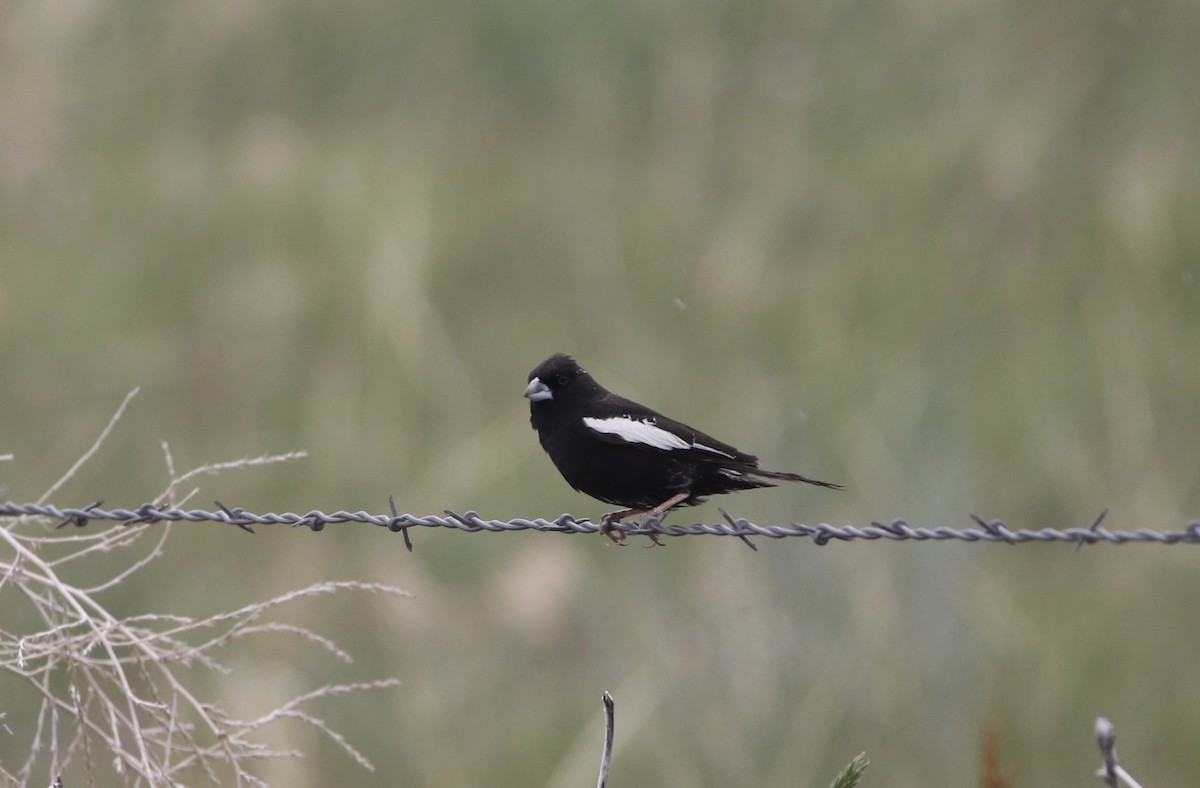 Lark Bunting - ML644063868
