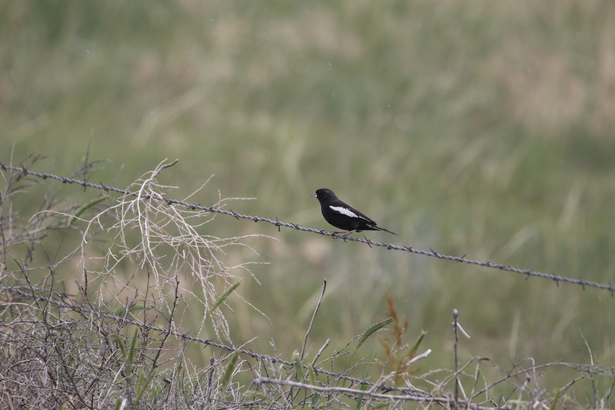 Lark Bunting - ML644063869