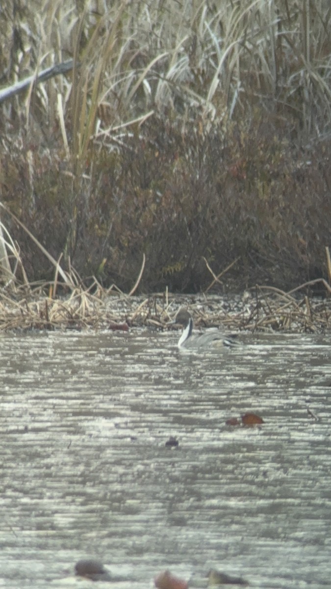 Codone - ML644063871