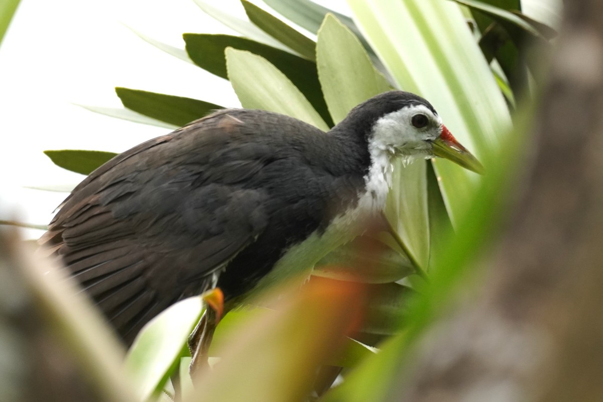 White-breasted Waterhen - ML644063882