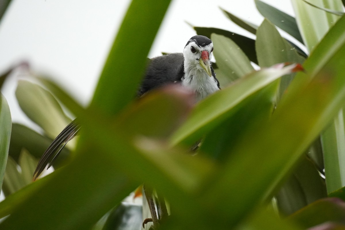 White-breasted Waterhen - ML644063883