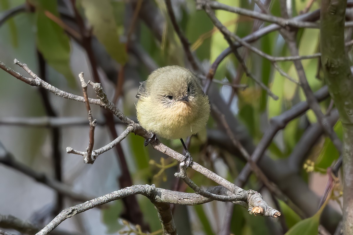 ヒメトゲハシムシクイ - ML644063884