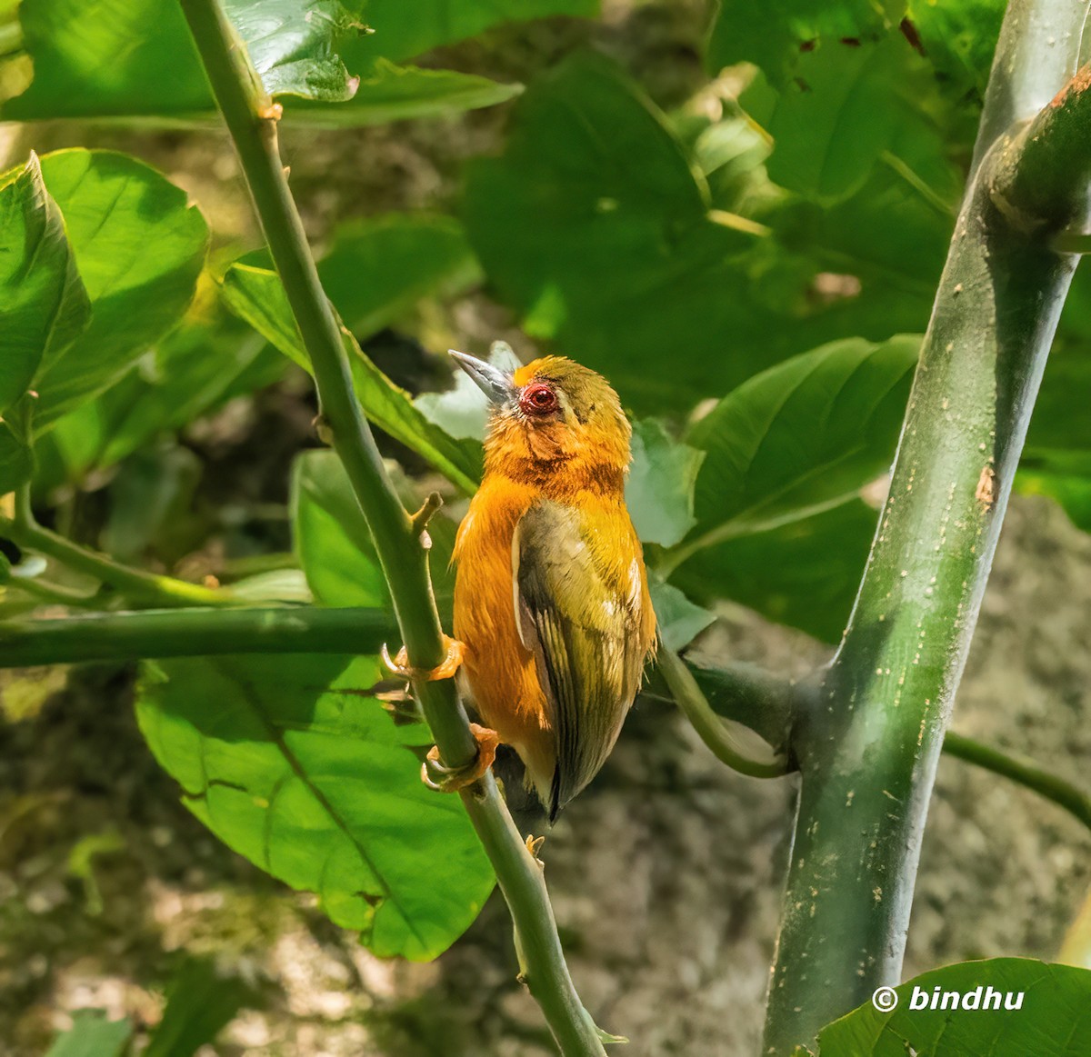 White-browed Piculet - ML644063889