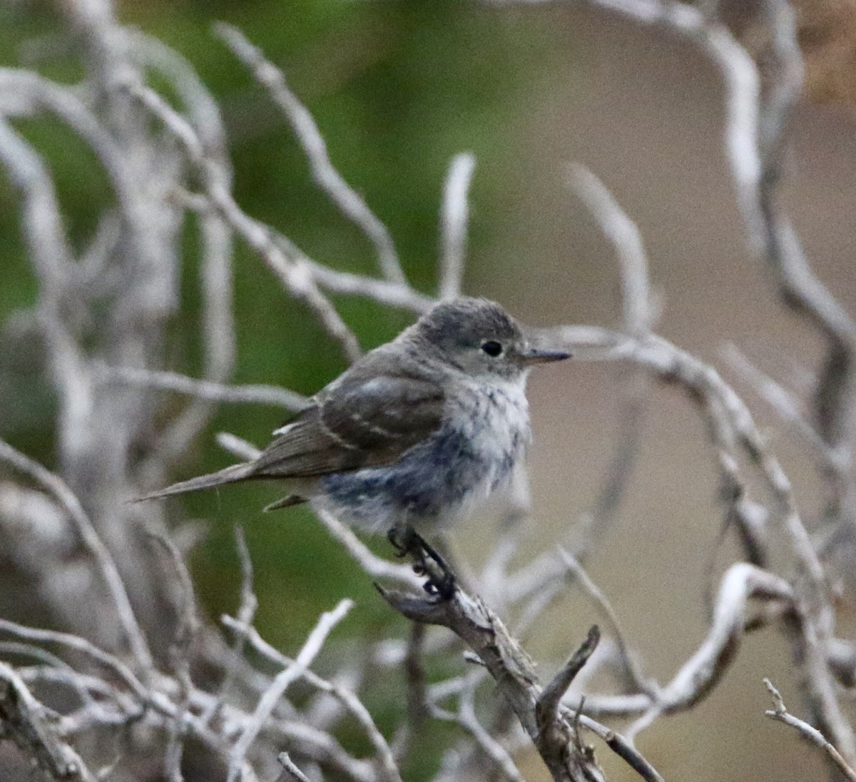 Moucherolle gris - ML644063896