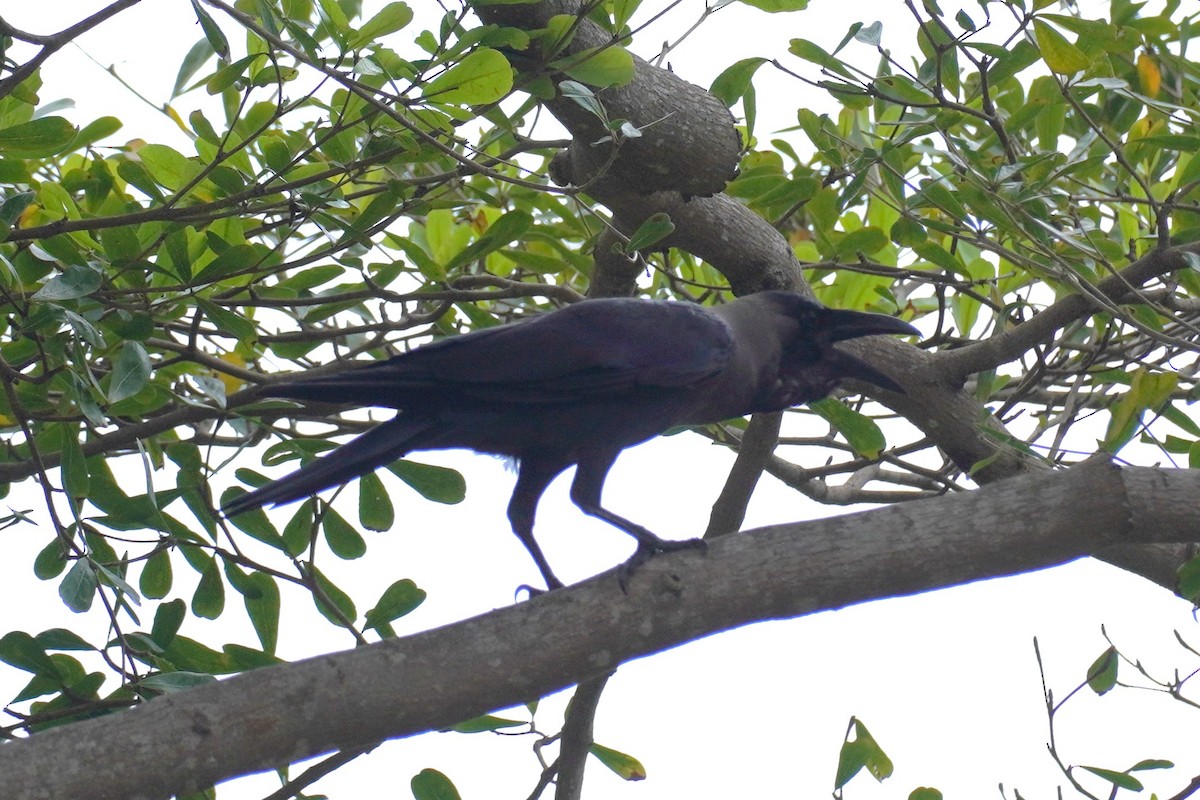 House Crow - ML644063913