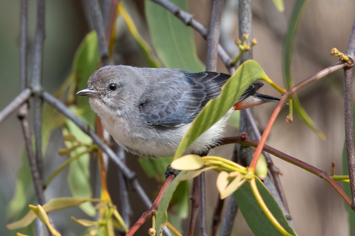 Mistletoebird - ML644063915