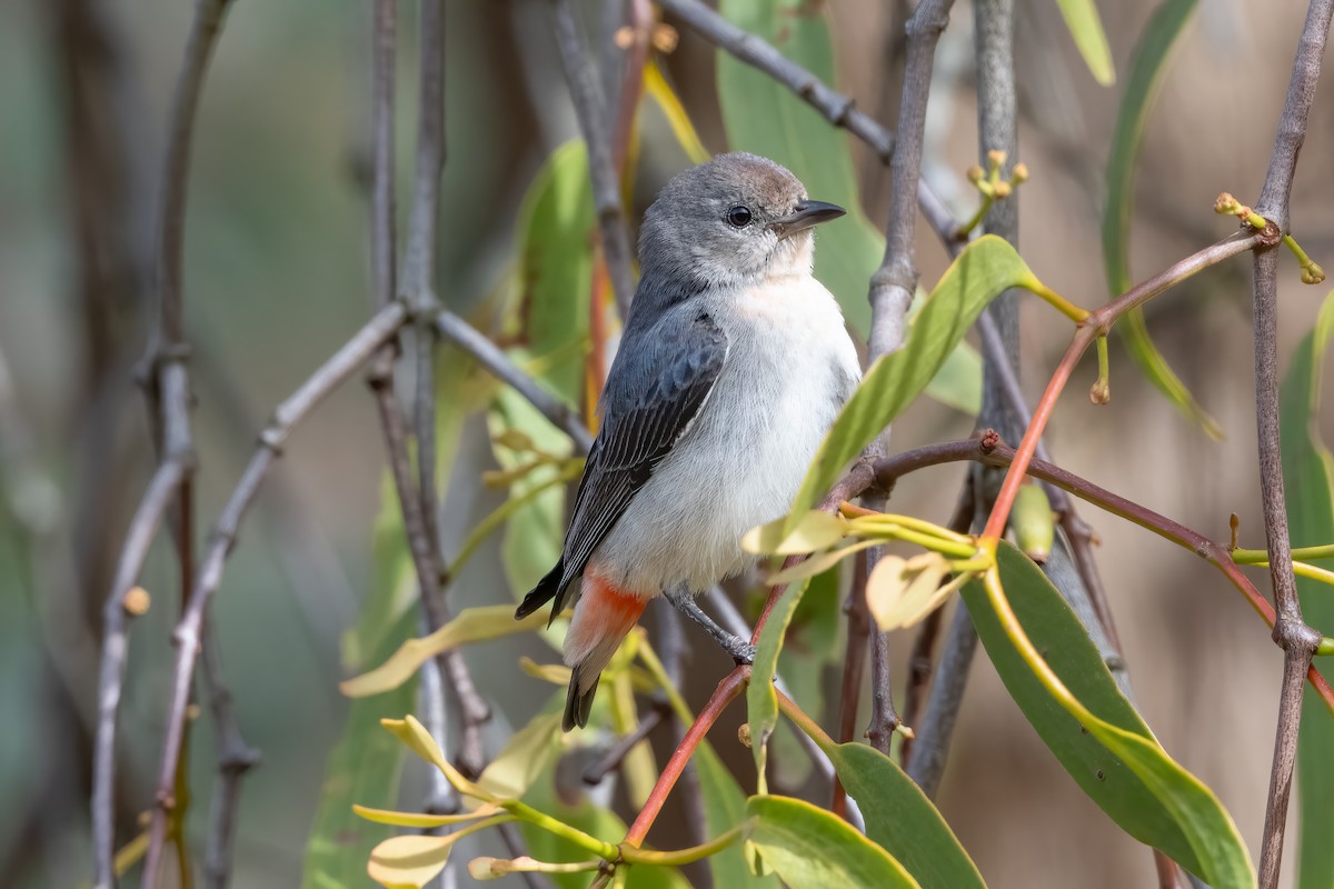 Mistletoebird - ML644063916