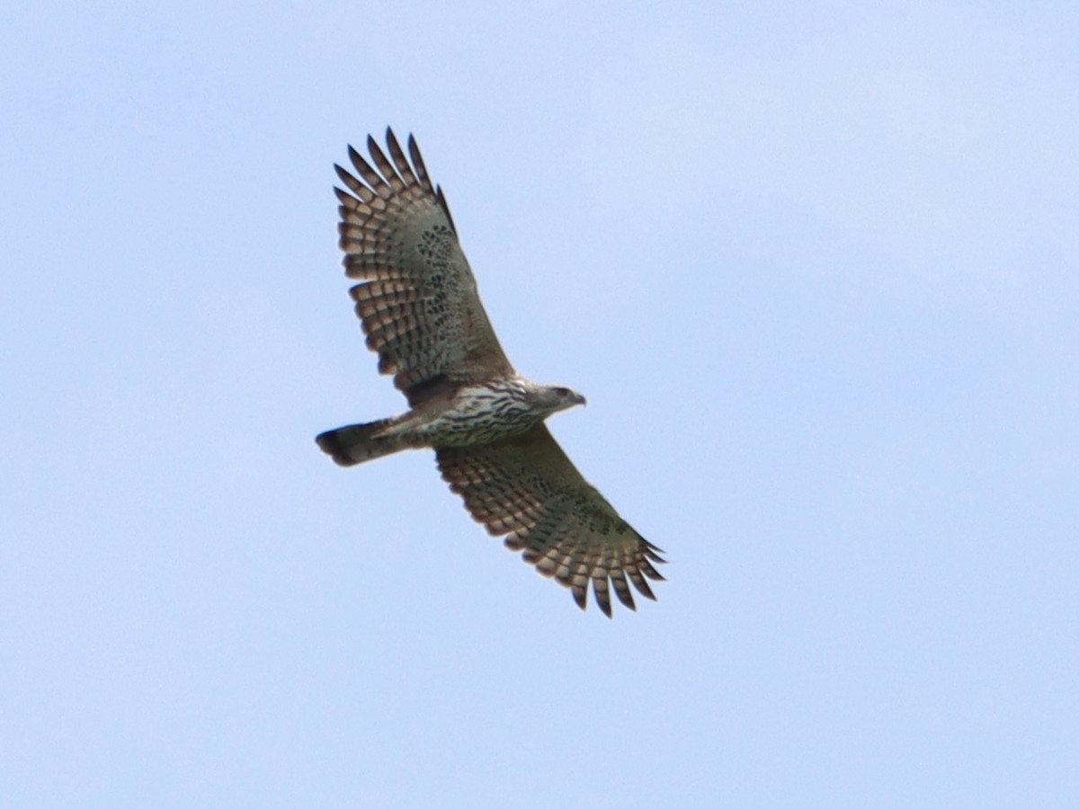 Changeable Hawk-Eagle - ML644063945