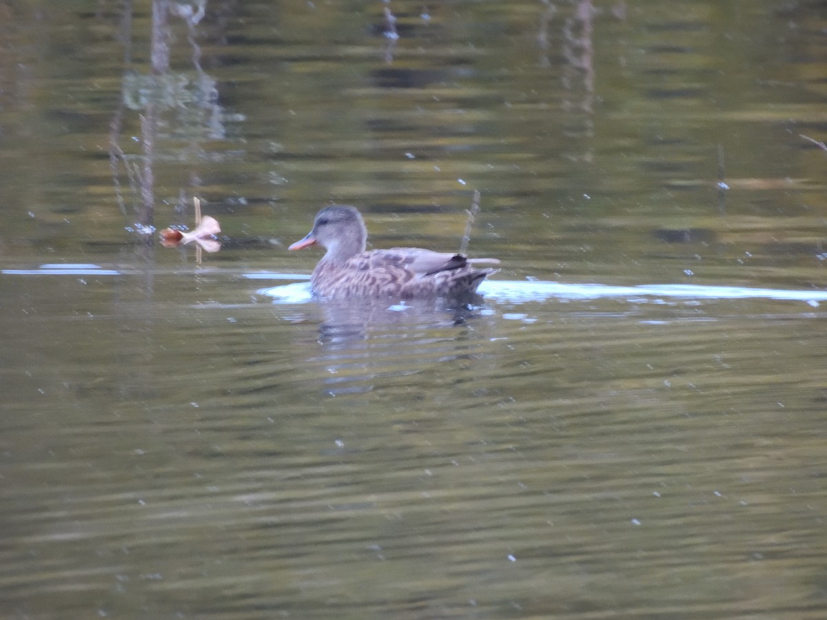 Canapiglia - ML644063972