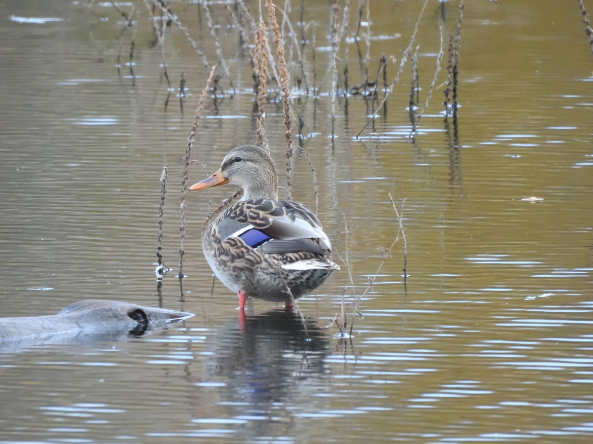 Germano reale - ML644063973