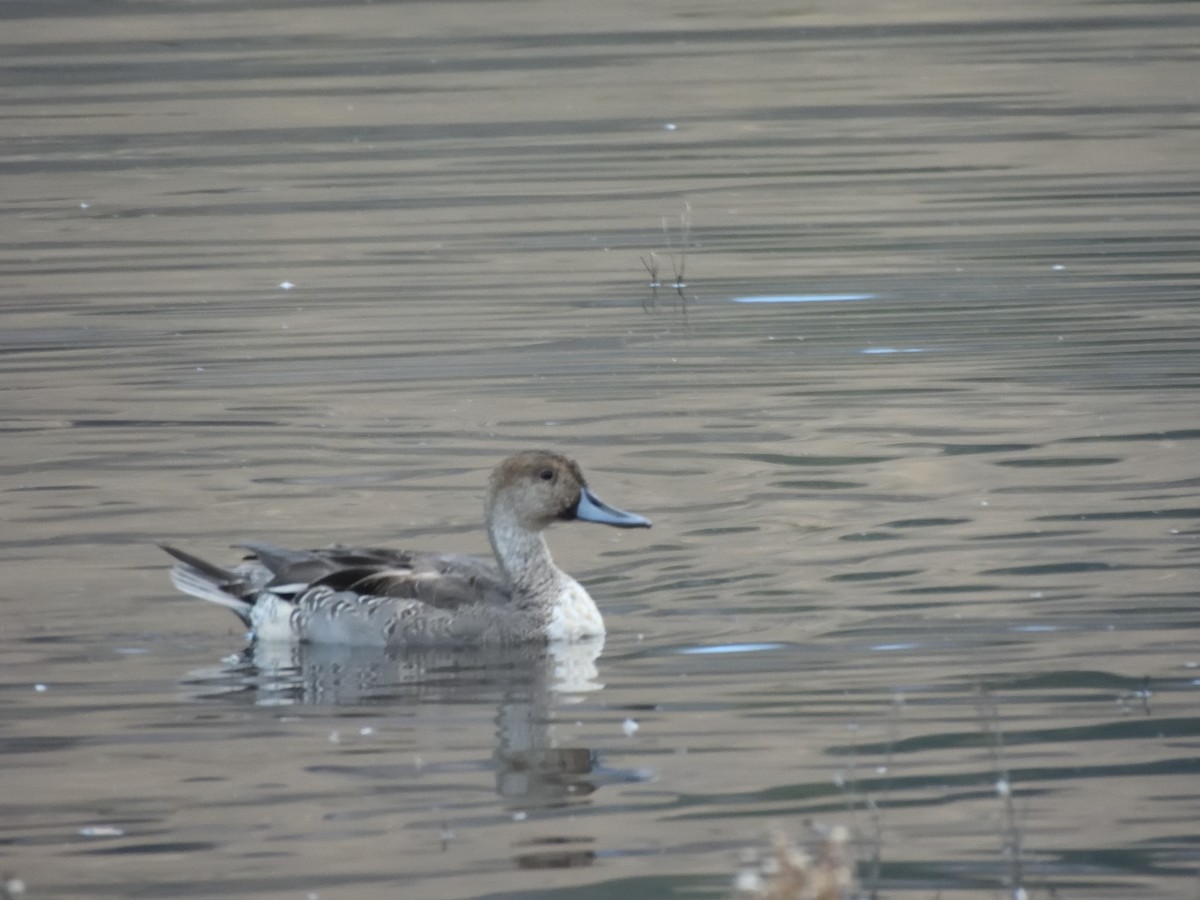 Codone - ML644063978