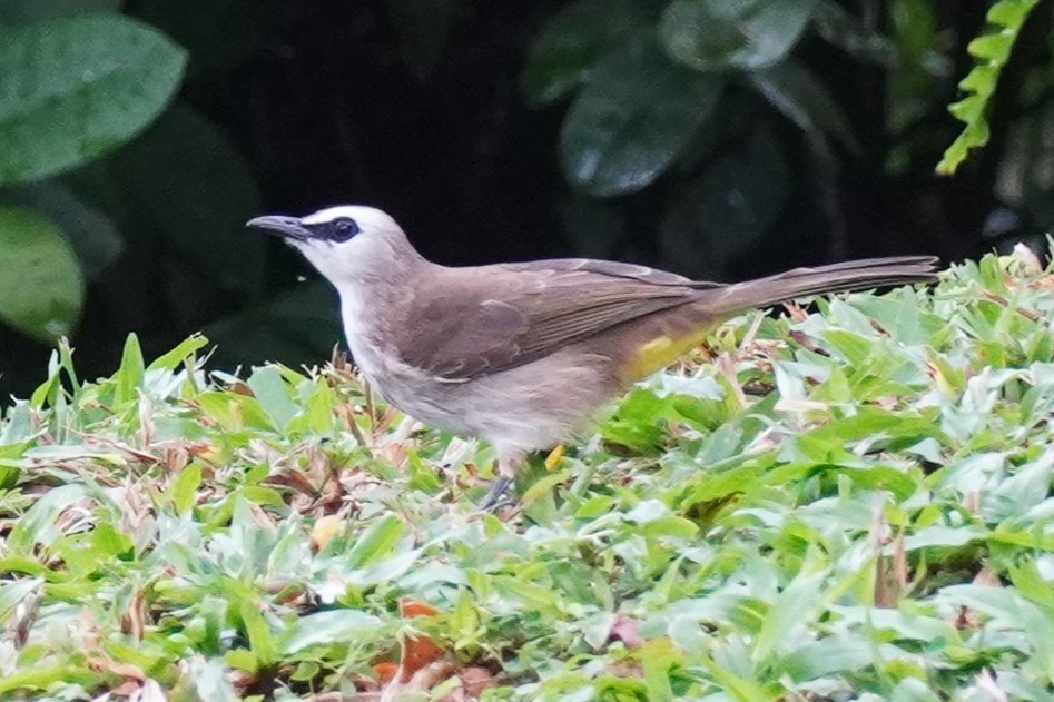Yellow-vented Bulbul - ML644063980