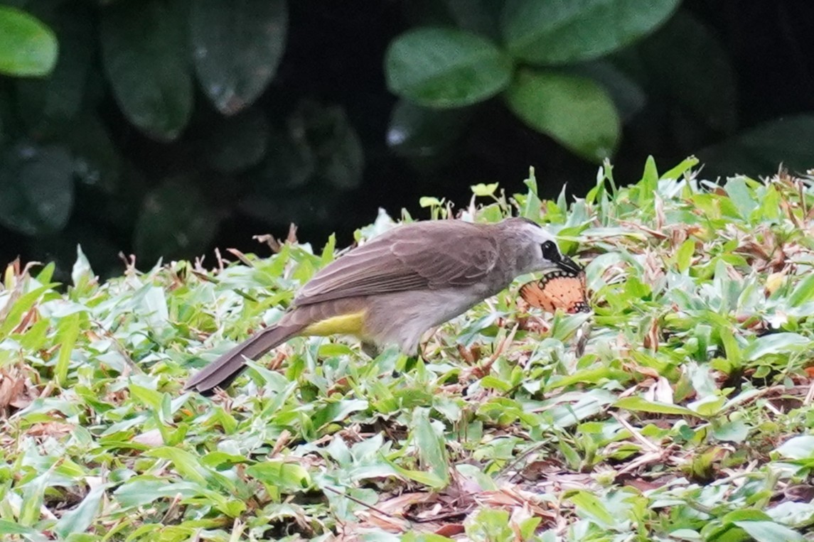 Yellow-vented Bulbul - ML644063981