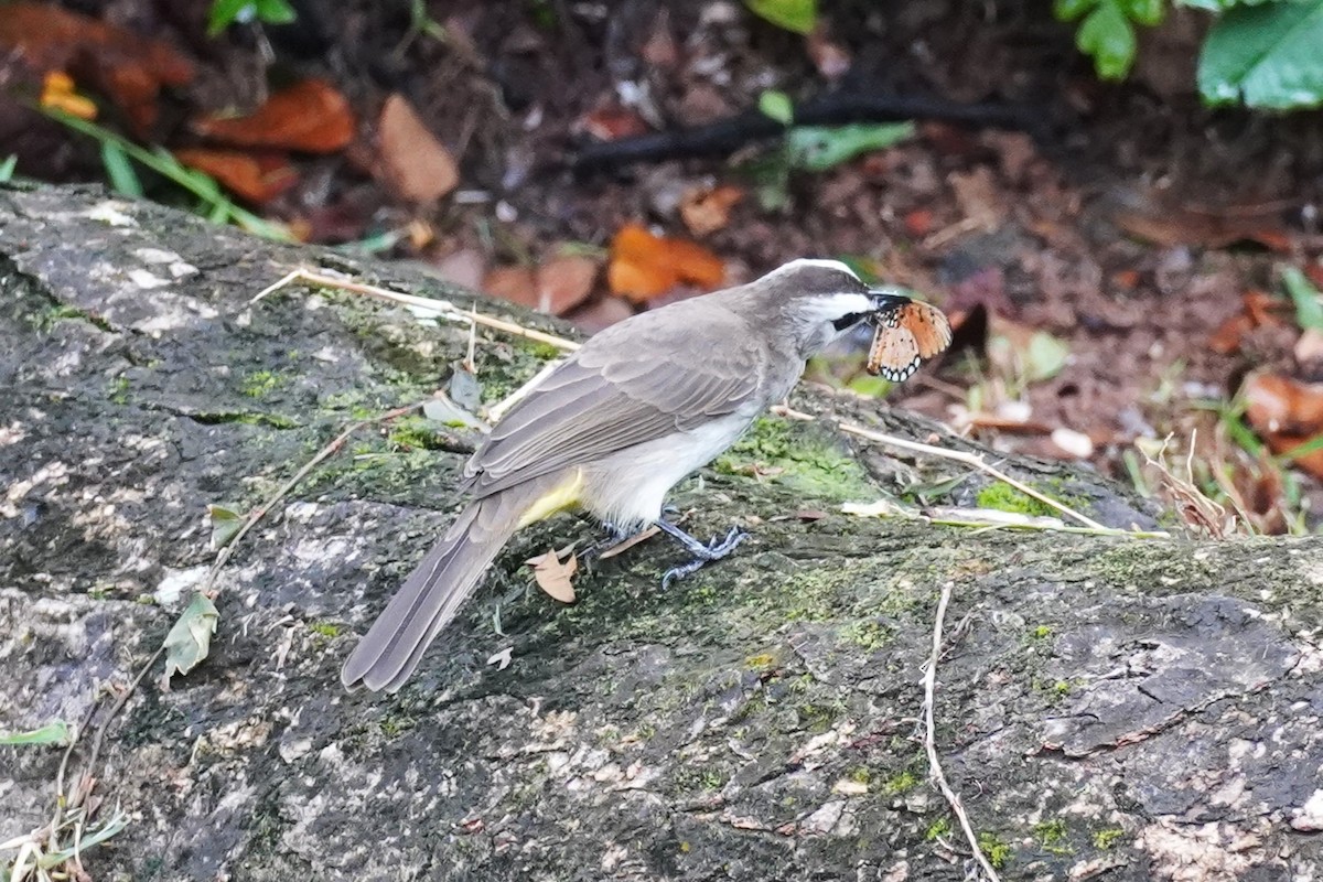 Yellow-vented Bulbul - ML644063982