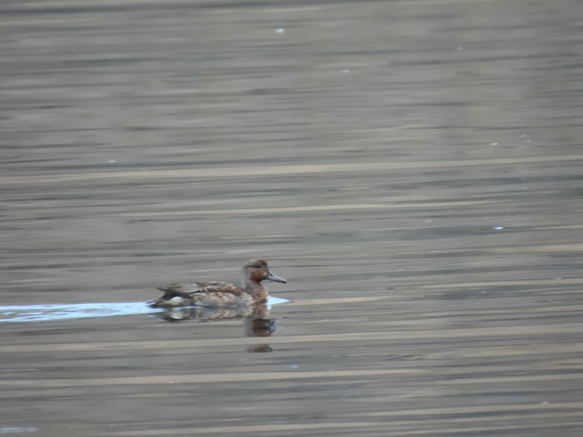 Alzavola - ML644063983