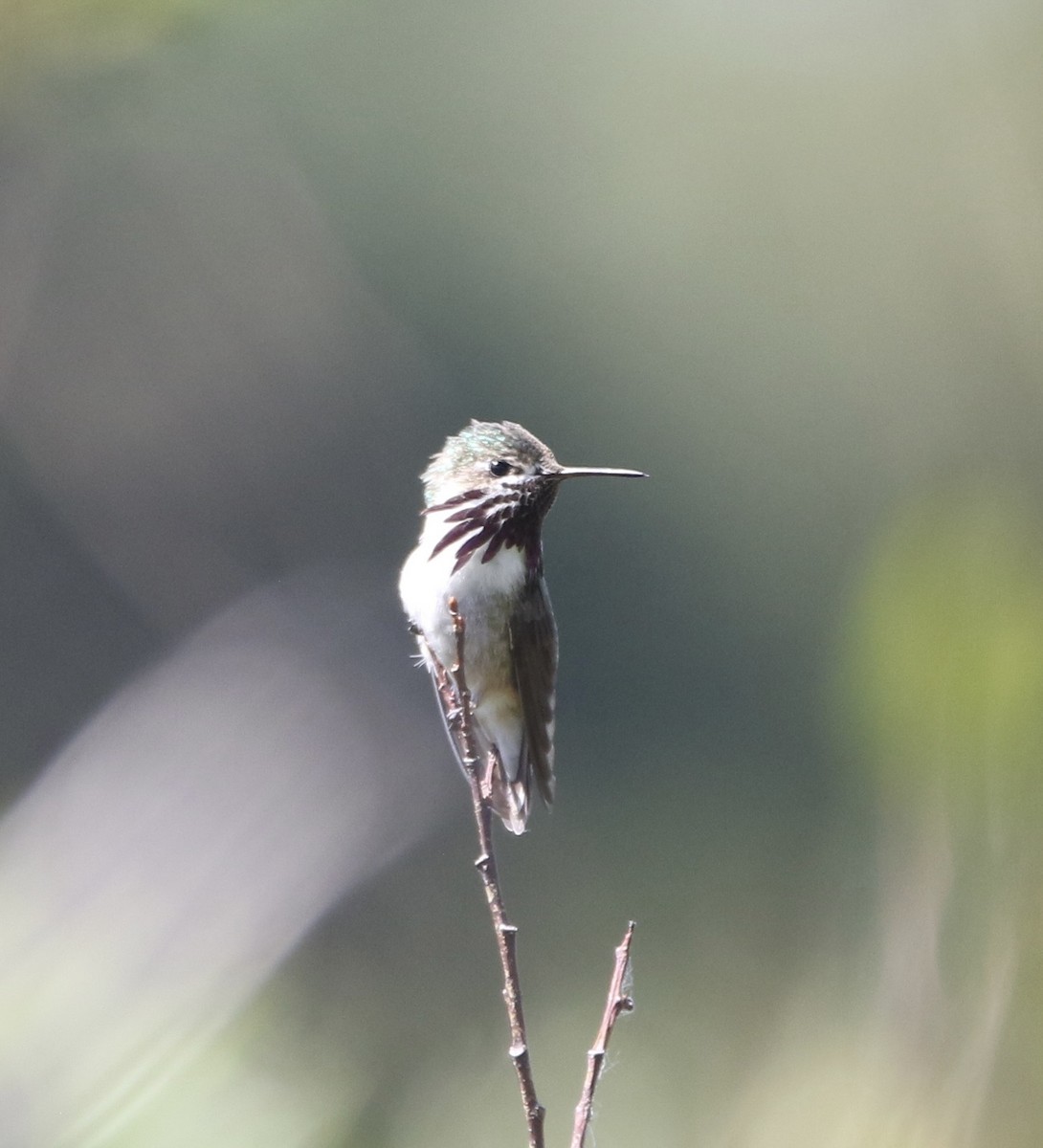 Calliope Hummingbird - ML644063984