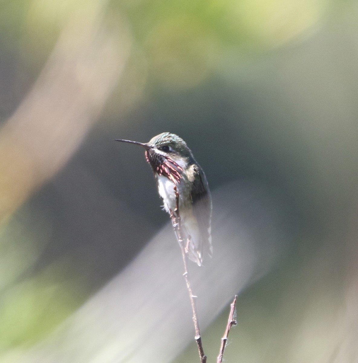 Calliope Hummingbird - ML644063985