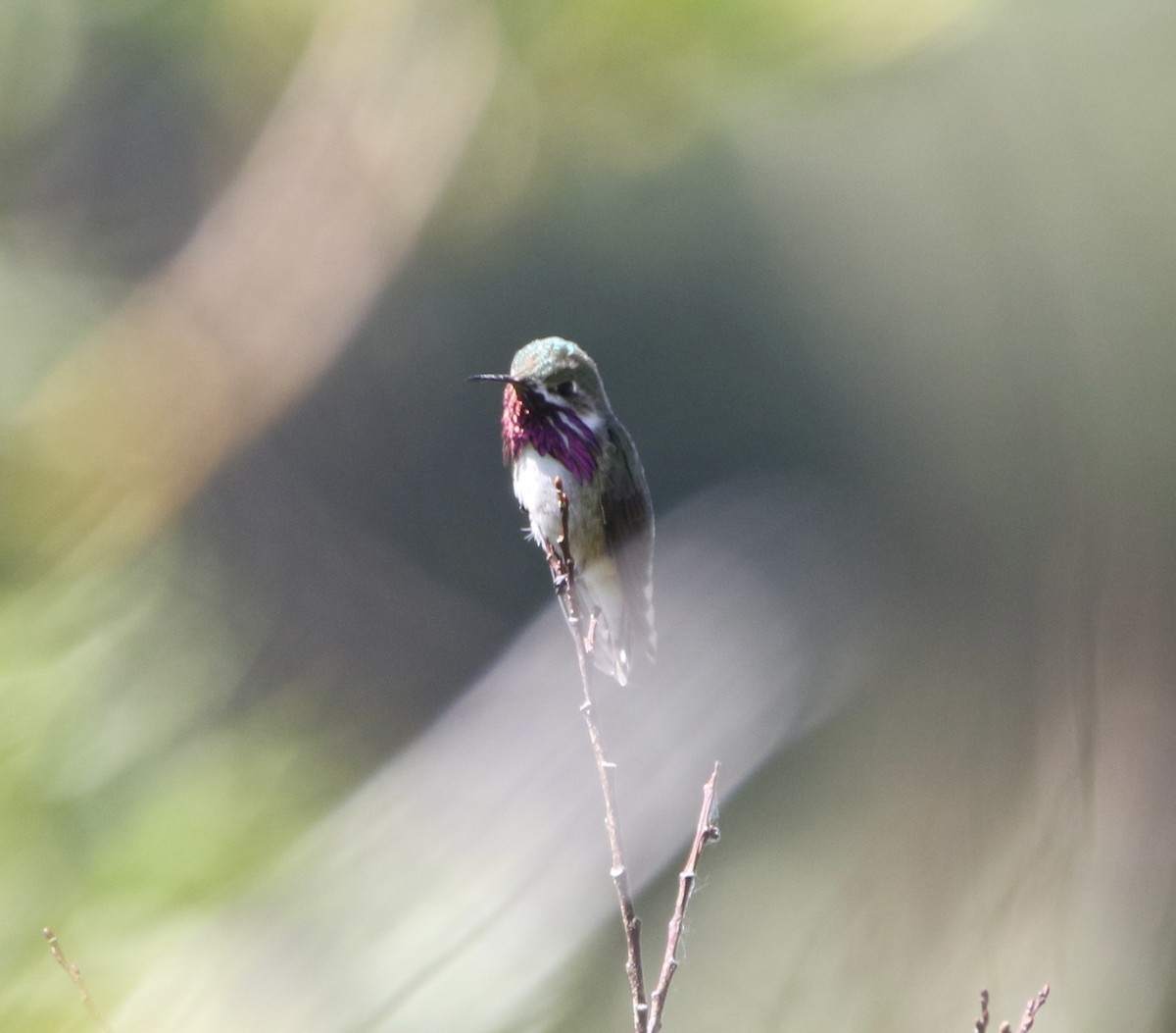 Calliope Hummingbird - ML644063986